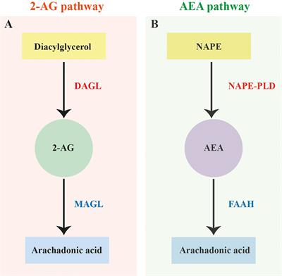 Pan-phylum In Silico Analyses of Nematode Endocannabinoid Signalling Systems Highlight Novel Opportunities for Parasite Drug Target Discovery